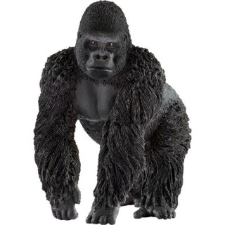 Gorilla Männchen