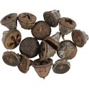 Eukalyptus-frucht, 25 G, 1 Pck.