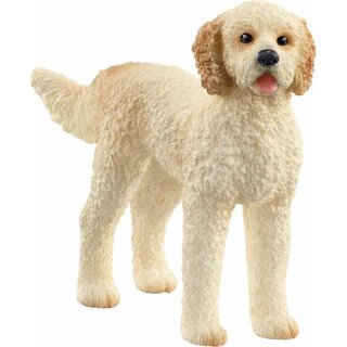 Goldendoodle