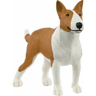 Bullterrier