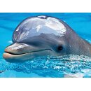 Diamond Painting Delfin (Design 25x35)  30x40 cm