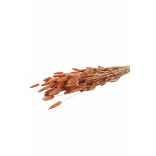 Trockenblumenstrauß Lagurus 100g aus Naturmaterial Pink/Rosa (H) 50cm