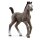 Cheval de Selle Francais Fohlen
