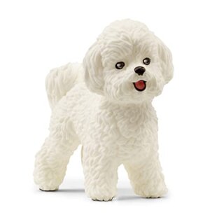 Bichon Frisé