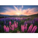 Lupinen