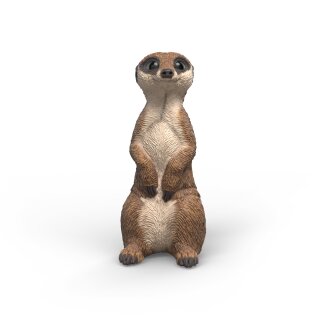 Erdmännchen