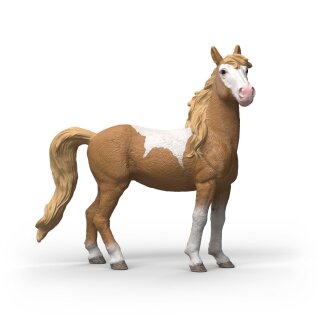 Mustang Stute